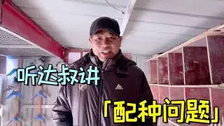 种鸽每年究竟在什么时候配对最好？农村大叔是这样说的【农村达叔】