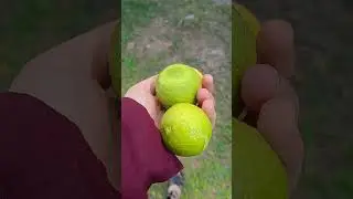 يوم شتاء في الريف الجزائري