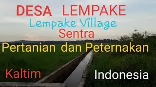DESA LEMPAKE SENTRA PERTANIAN DAN PETERNAKAN @naniblackorchid