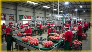 Inside the Factory: How Dragon Fruit Becomes Bright Pink Ice Cream!
