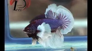 PJUL 2215