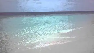 Hai schwimmt am Strand entlang Malediven