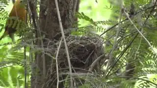 Marianas Avifauna Conservation Program