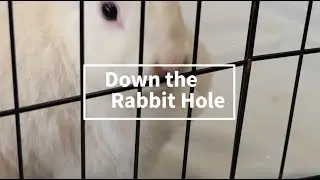 Down the rabbit hole: Vancouver's pet friendly housing crisis