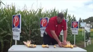 Corn School  - 2016 Harvest Quality