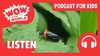 WEIRD Animal HABITATS 🪺🪲🏠 | PODCAST FOR KIDS 🎧 | Wow in the World FULL EPISODE