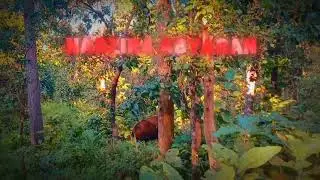 #NAGZIRA abhyaranya #short video #trending video #newreel#jangal safari