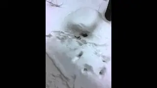 Just missed on urine scent post