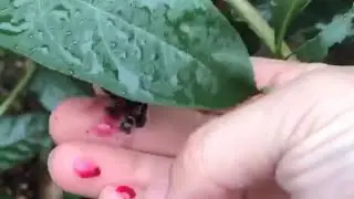 Poke Root Salve