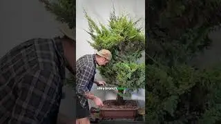 Part 6 - Foemina Juniper