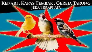 Kenari, Kapas Tembak, Gereja Tarung Jeda Terapi Air