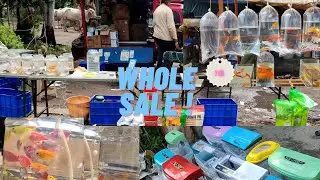 cheapest fish aquarium market in nagpur| fish market in nagpur |fish shop n nagpur| Domestic vlogs53