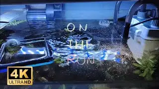 Relaxing Aquarium Water Surface | Satisfying Flow & Calm Vibes