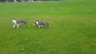 RBK ROHAN KENNEL REPIN