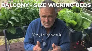 Balcony-Size Wicking Beds: Yes, They Work