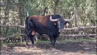 Palomares del campo