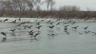 Canadian Geese Landing in Water