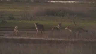 Galveston residents concerned resort, waterpark will displace prized pack of island's 'ghost wolves'