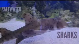 Sokah the Husky | We Saw Saltwater Sharks!!!!! | Episode 28