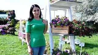 Новинки 2022. Калибрахоа. Петуния.