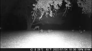 Whole pile of fluffball raccoons out in the night. Deer better pay attention night1 trail cam