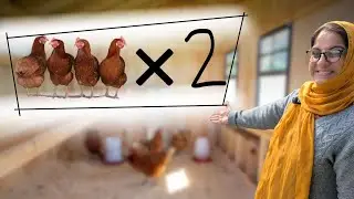 I woke up and my hens had doubled
