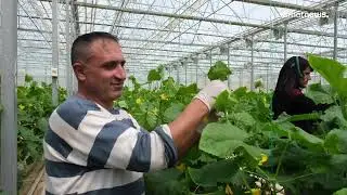 &lsquo;&Ccedil;aldıran&rsquo;daki Jeotermal Seraları &ouml;rt&uuml; altı tarımında gelecek vadediyor&rsquo;