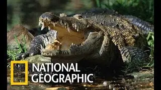 Wildlife Amazon - Predators Survive (Nat Geo Wild)