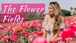 CARLSBAD FLOWER FIELDS 2019 | Our favorite Flower Ranch