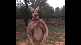 Roger the Boss Kangaroo || ViralHog