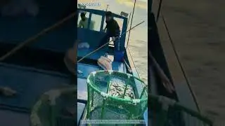 Harpunieren von Aalen vom Boot aus