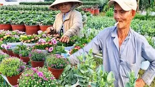Xôn Xao Làng Hoa An Thạnh Đón Tết – Nhiều loài Hoa Khoe Sắc Đón Tết 2026