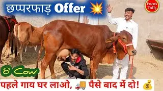 पहले गाय बाद में पैसे 💰 8 साहीवाल, थारपारकर और गिर गाय 🐮 Dilkhush Dairy Farm 👉 Free Transport 🚚 #Cow