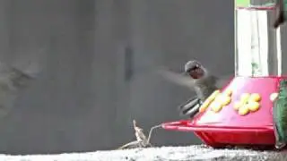 Praying Mantis Attacks Hummingbird
