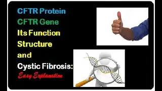 CFTR Protein, CFTR Gene, Its Function, Structure and Cystic Fibrosis: Easy Explanation