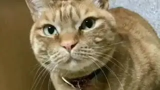 【腹筋崩壊】 ちゅ～るをどうしても食べたい猫が可愛すぎる！！