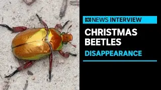 Growing concerns Christmas beetles are disappearing | ABC News