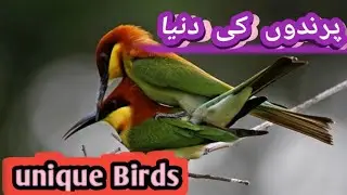 Oman Birds Market | Friday Birds Market Nizwa OMAN | Pets market Oman | Muscat Birds | Flamingo