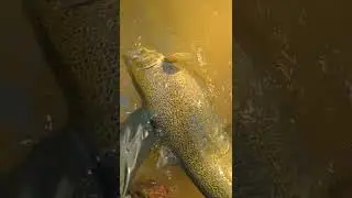 Поймал самую большую рыбу-босса в реке 😳🎣