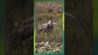 The magnificence of the critically endangered Eastern Curlew on Woromi Country