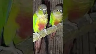 Pineapple conure breeder pair.
