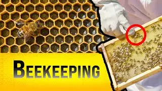 The Buzz on Beekeeping: An Essential Guide for First-Time Beekeepers and Hive Enthusiasts!