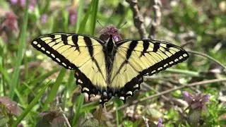 Eastern Tiger Swallowtail feeding on Red Dead-Nettle (Papilio glaucus and Lamium purpureum )