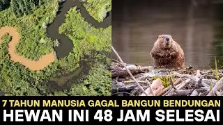 7 Tahun Manusia Gagal Bangun Bendungan, Biwara (BEAVERS) 48 Jam Selesai