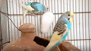 Budgies Breeding Cage Setup | Perfect Pairing Tips & Box Guide for Healthy Baby Budgies