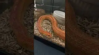 Corn Snake #snake #shorts #reptiles