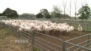 An Aussie Wool Shed