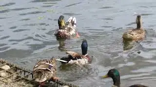 Attenborough Native Reserve