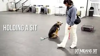Zach & Duke's Follow-Up Lesson | Sit Means Sit Dog Training Colorado Springs