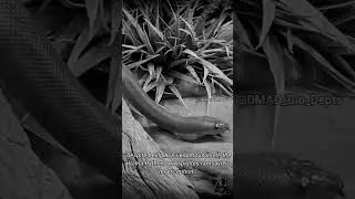 B/W Short: Woma Python